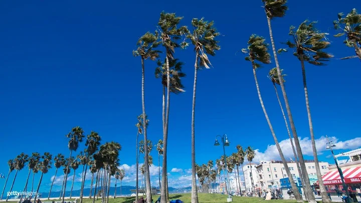 A photograph of Venice Beach with palm trees in the foreground as people sit on grass slopes underneath the palm trees. Shops and restaurants are on the right side of the photograph. Light blue lifeguard towers on the beach are in the background. The Santa Monica mountains are in the far background of the photograph.